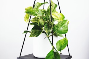 A组球队介绍：荷兰、塞内加尔、厄瓜多尔、卡塔尔